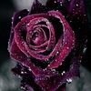 mrsangrob75